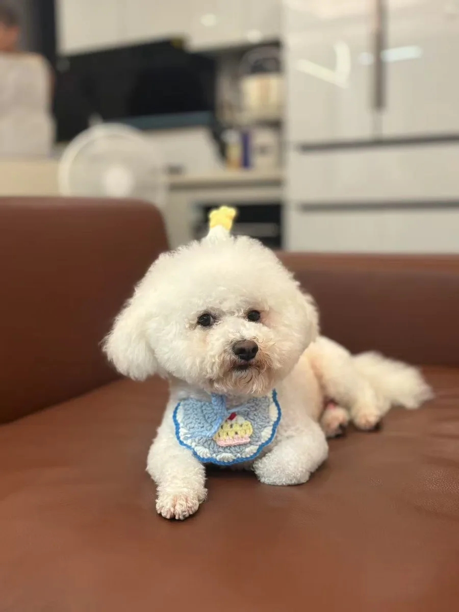 比熊犬马内佩戴蓝色针织围兜的原始参考照片