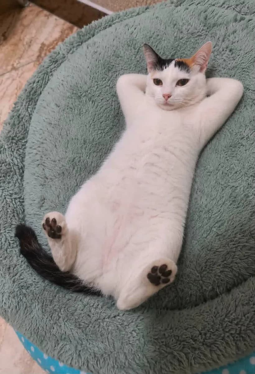 猫咪梅西躺在灰绿色猫窝里的原始参考照片