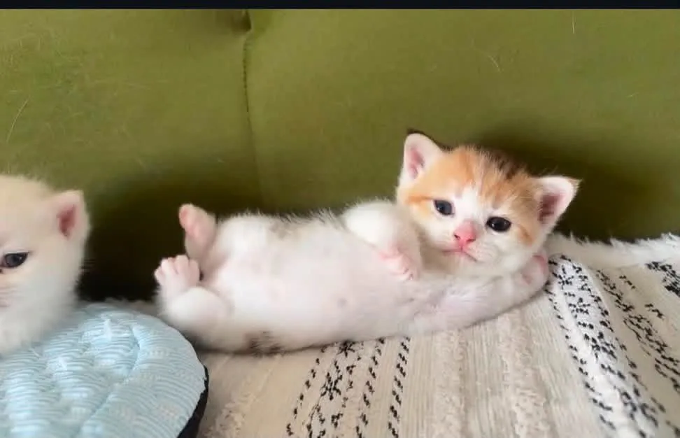 橘白小奶猫小布躺在沙发上的原始参考照片